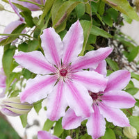 Nelly Moser Flower seeds for Planting Wildflower Mix Heirloom & GMO Free Seeds for Home Garden