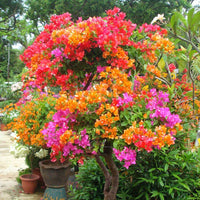 Pink Yellow Bougainvillea Seeds Flower seeds for Planting Colorful Display Heirloom & GMO Free Seeds for Home Garden