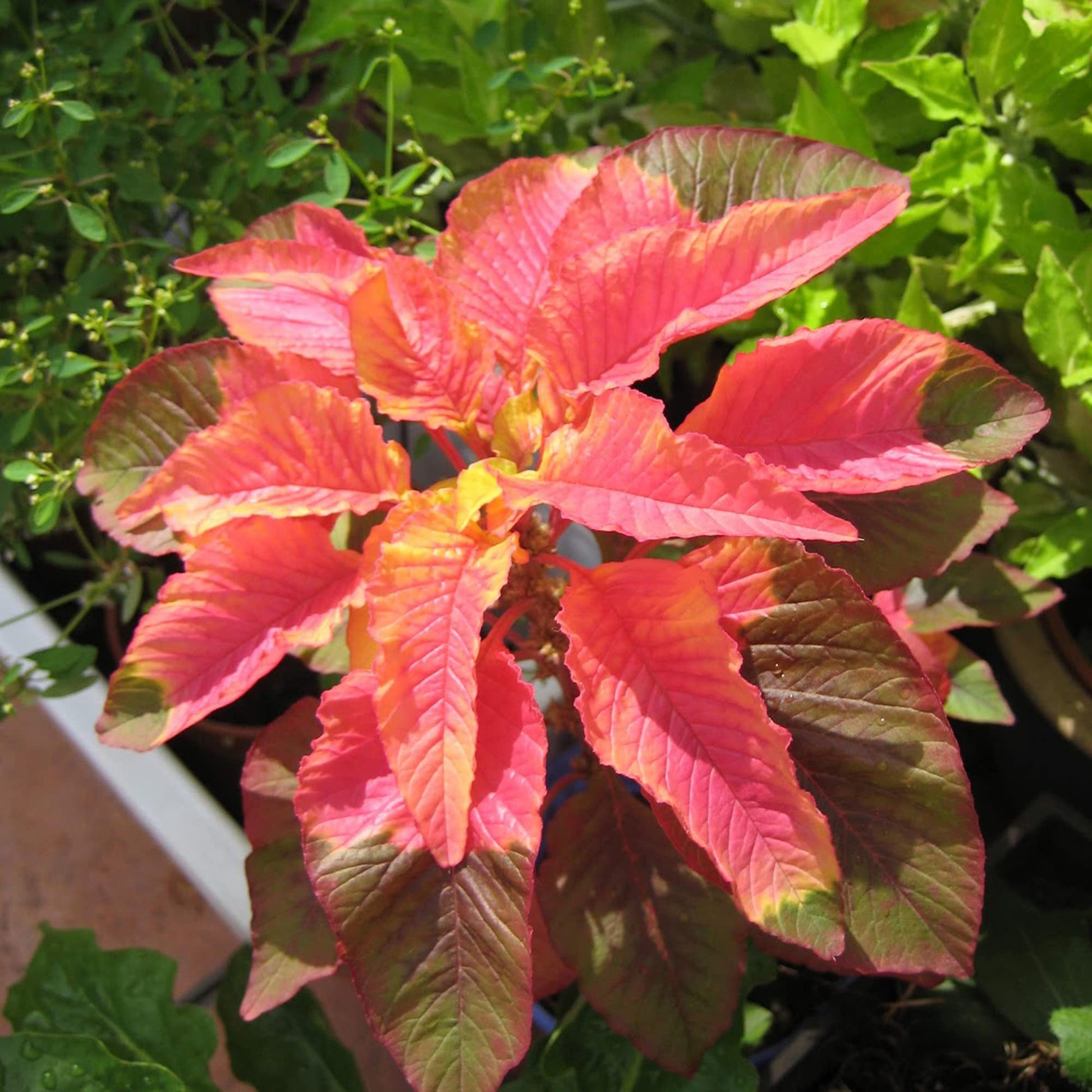 Amaranthus Illumination Seeds for Planting Fall Accent Ornamental Gardens
