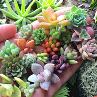 Flores Succulent Seeds, Cactus Flower Bonsai Garden Rare Plant