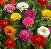 Mixed Magellan Flower seeds for Planting - Pollinator Friendly, Heirloom & GMO Free Seeds for Home Garden