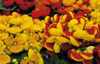 Calceolaria Zapatilla Flower seeds for Planting - Hardy Variety, Heirloom & GMO Free Seeds for Home Garden