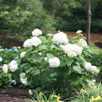 Native Hydrangea Arborescens Smooth Wild Sevenbark Flower Bush Shrub Seeds