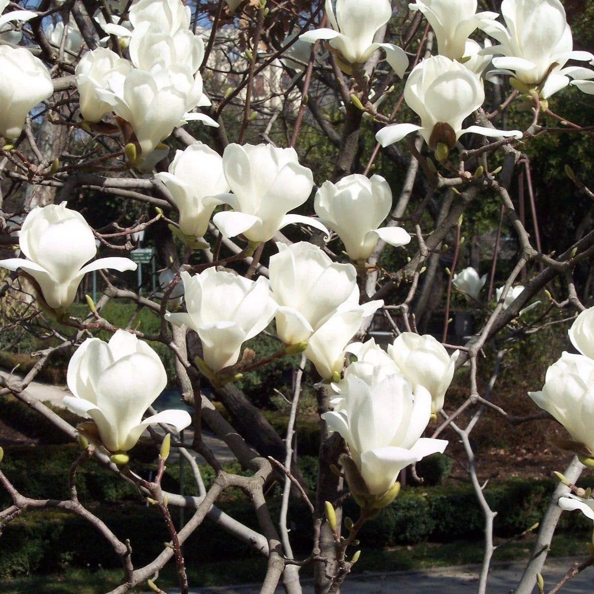 Light Yellow Yulan Flower seeds for Planting - Low Maintenance, Heirloom & GMO Free Seeds for Home Garden
