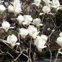 Light Yellow Yulan Flower seeds for Planting - Low Maintenance, Heirloom & GMO Free Seeds for Home Garden