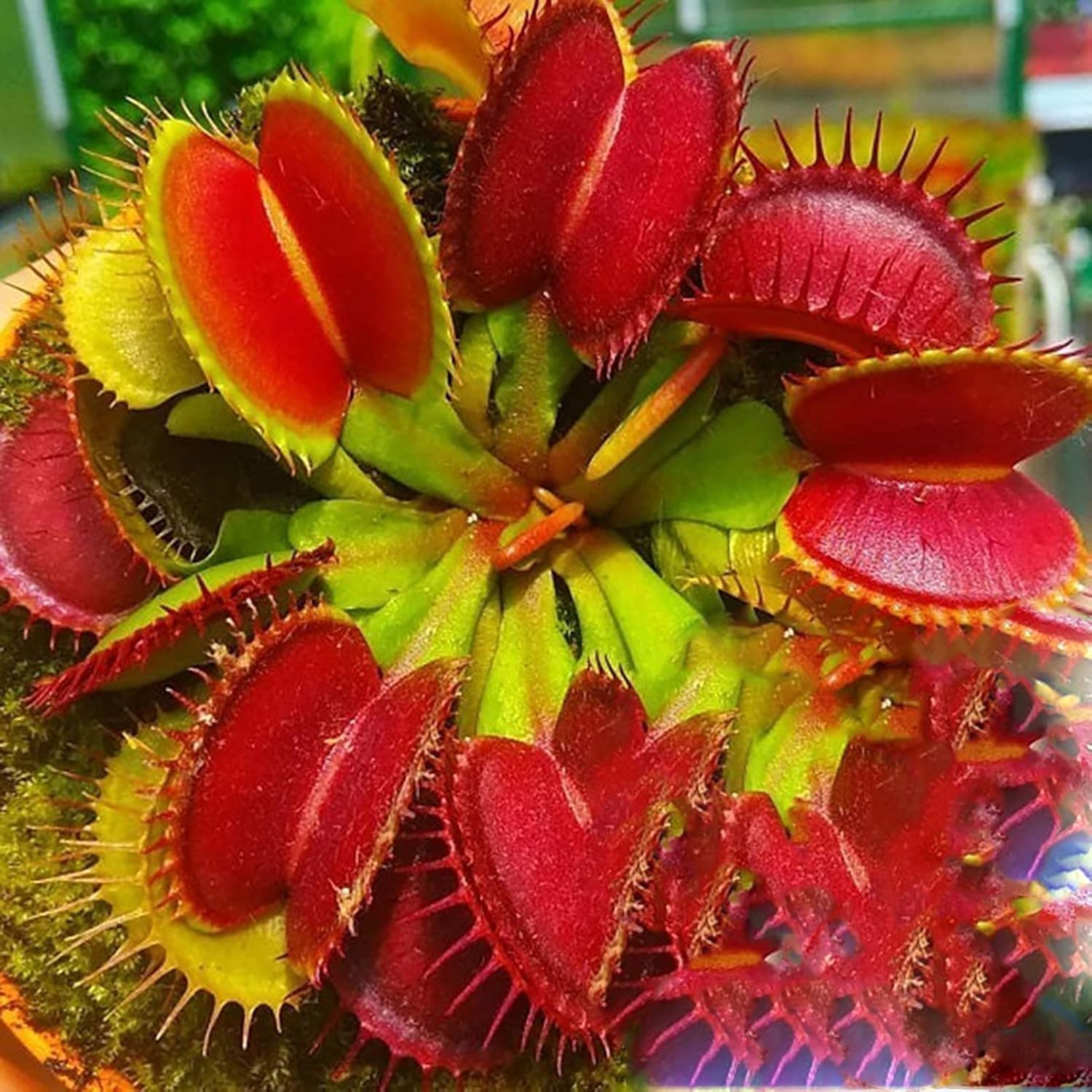 Insectivorous Flower seeds for Planting - Shade Tolerant, Heirloom & GMO Free Seeds for Home Garden