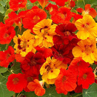 Jewel Mix Nasturtium Tropaeolum majus seeds for planting in edible garden