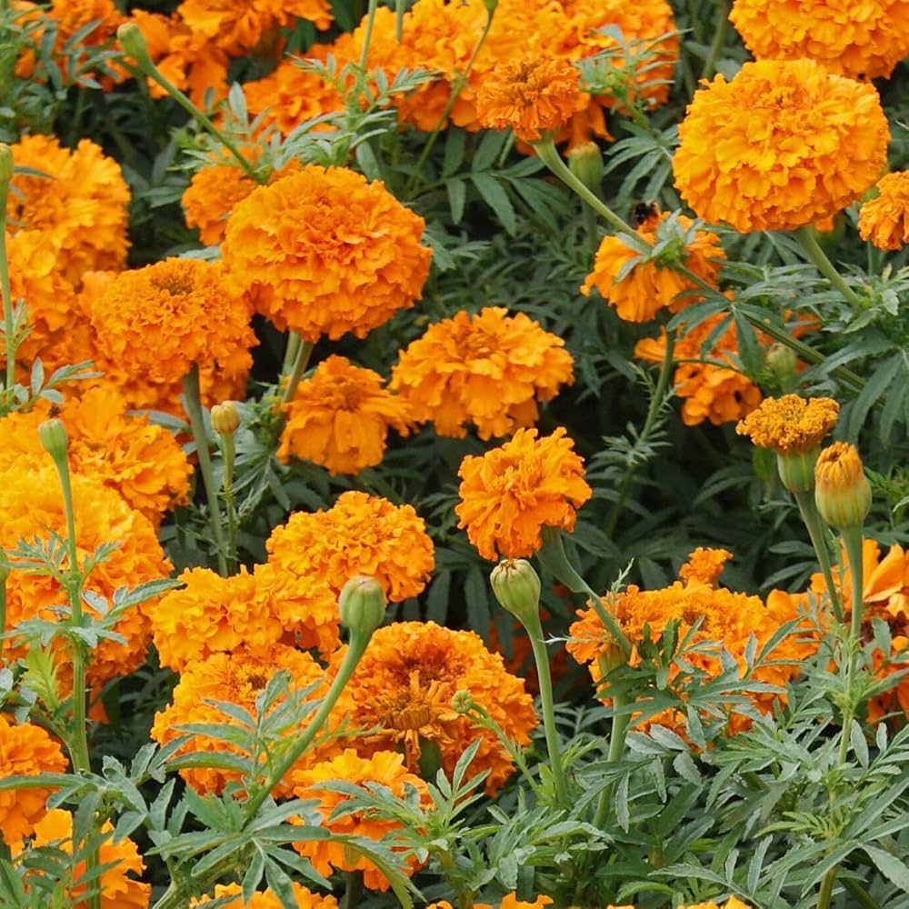 Marigold Orange Tagetes erecta Flower Seeds for Planting in Flower Bed