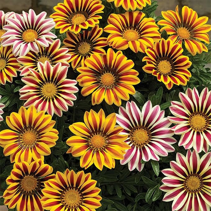 Gazania Flower Seeds, Wholesale, Rare Plants, Bonsai Organic Seeds