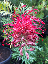 Thick Pink Grevillea Robusta Seeds Flower seeds for Planting Compact Growth Heirloom & GMO Free Seeds for Home Garden