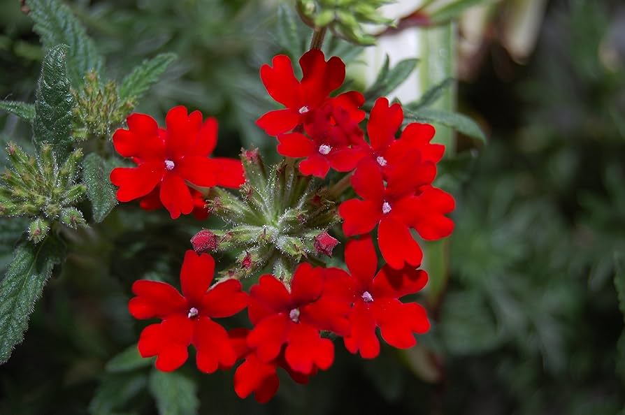 Red Verbena Scarlet Flower seeds for Planting Garden Favorite Heirloom & GMO Free Seeds for Home Garden
 
 Sale