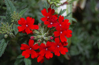 Red Verbena Scarlet Flower seeds for Planting Garden Favorite Heirloom & GMO Free Seeds for Home Garden
 
 Sale