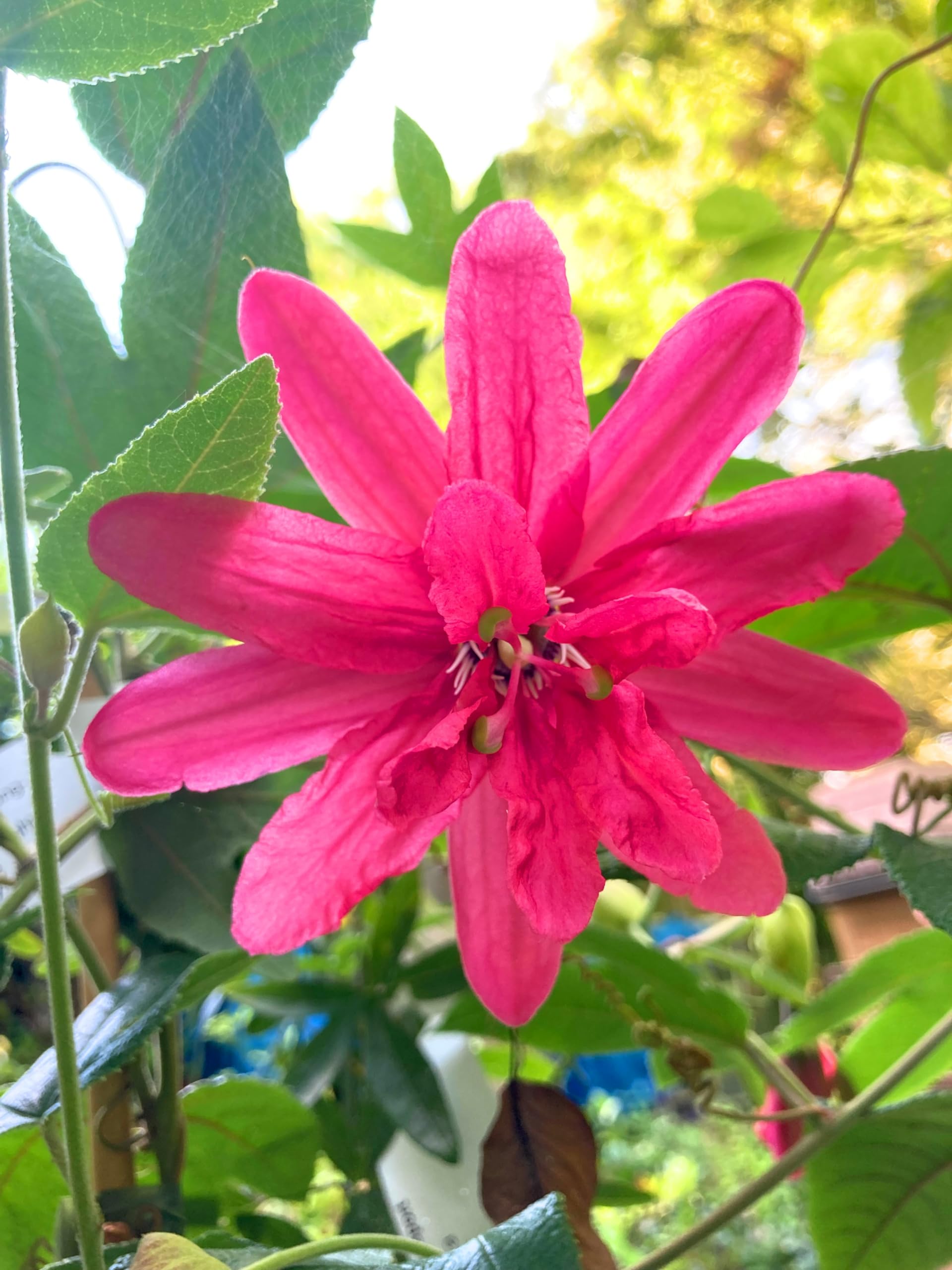 Pink Mollissima Flower seeds for Planting - Premium Quality, Heirloom & GMO Free Seeds for Home Garden