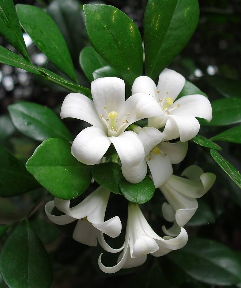 White Murraya Flower seeds for Planting - Hardy Variety, Heirloom & GMO Free Seeds for Home Garden