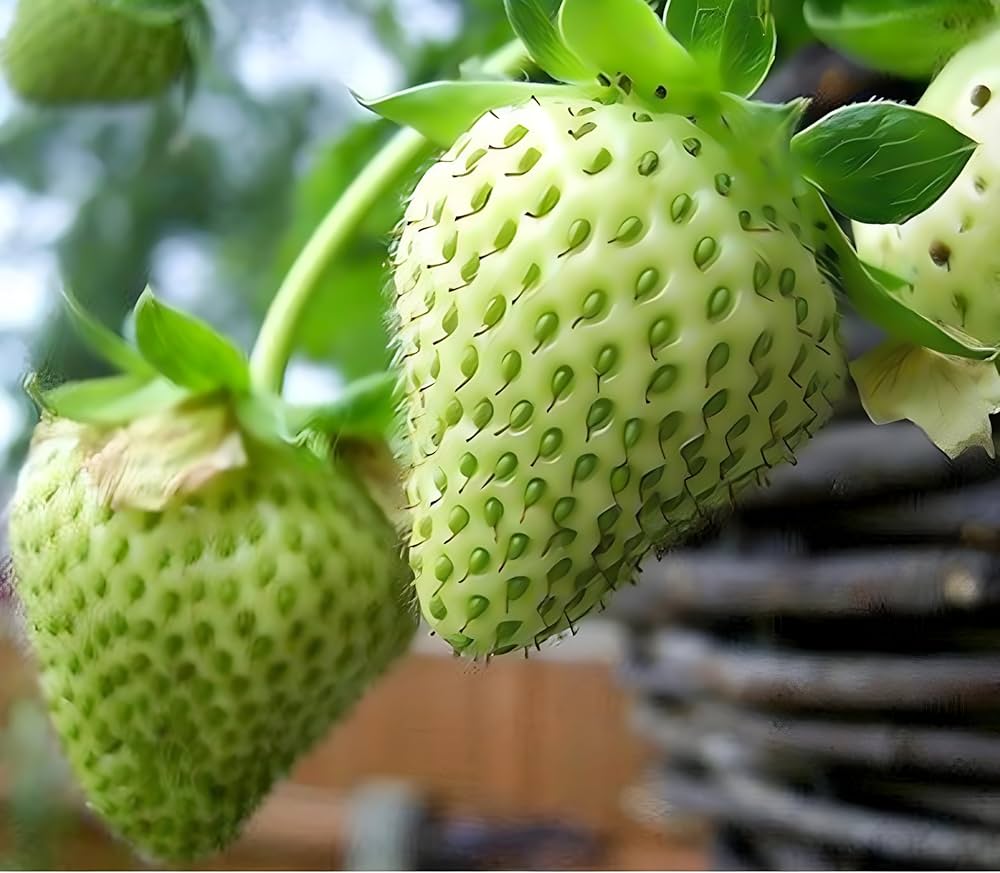 Green Strawberry Seeds for Planting