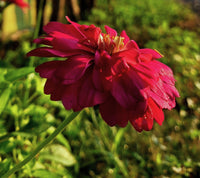 Burgundy Zinnia Flower seeds for Planting - Cut Flower Favorite, Heirloom & GMO Free Seeds for Home Garden