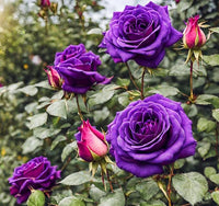 Deep Purple Rose Flower Seeds for Planting Fragrant Blossoms Heirloom & GMO Free Seeds for Home Garden
 
 Sale