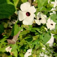 White Thunbergia Flower seeds for Planting - Bright Blooms, Heirloom & GMO Free Seeds for Home Garden