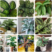 Mixed Calathea Flower seeds for Planting - Drought Tolerant, Heirloom & GMO Free Seeds for Home Garden
 
 Sale for planting in home garden