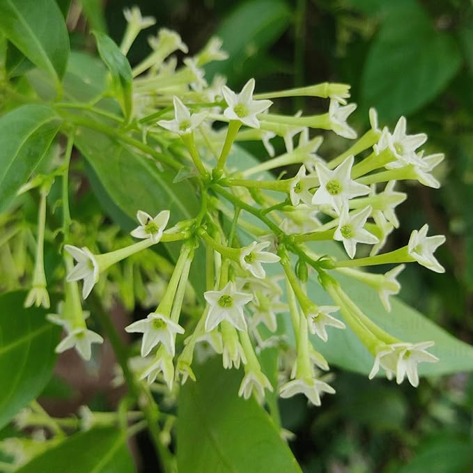 Queen of the Night or Cestrum nocturnum Flower seeds for Planting - Easy to Grow, Heirloom & GMO Free Seeds for Home Garden
 
 Sale for planting in home garden
