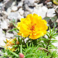 Portulaca Grandiflora Flower Flower seeds for Planting Wildflower Mix Heirloom & GMO Free Seeds for Home Garden