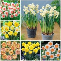 Mixed Color Double Narcissus Flower Seeds for Planting Drought Tolerant Heirloom & GMO Free Seeds for Home Garden
 
 Sale