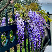 Mixed Wisteria Flower Seeds for Planting | Beautiful Cascading Blooms for Your Garden