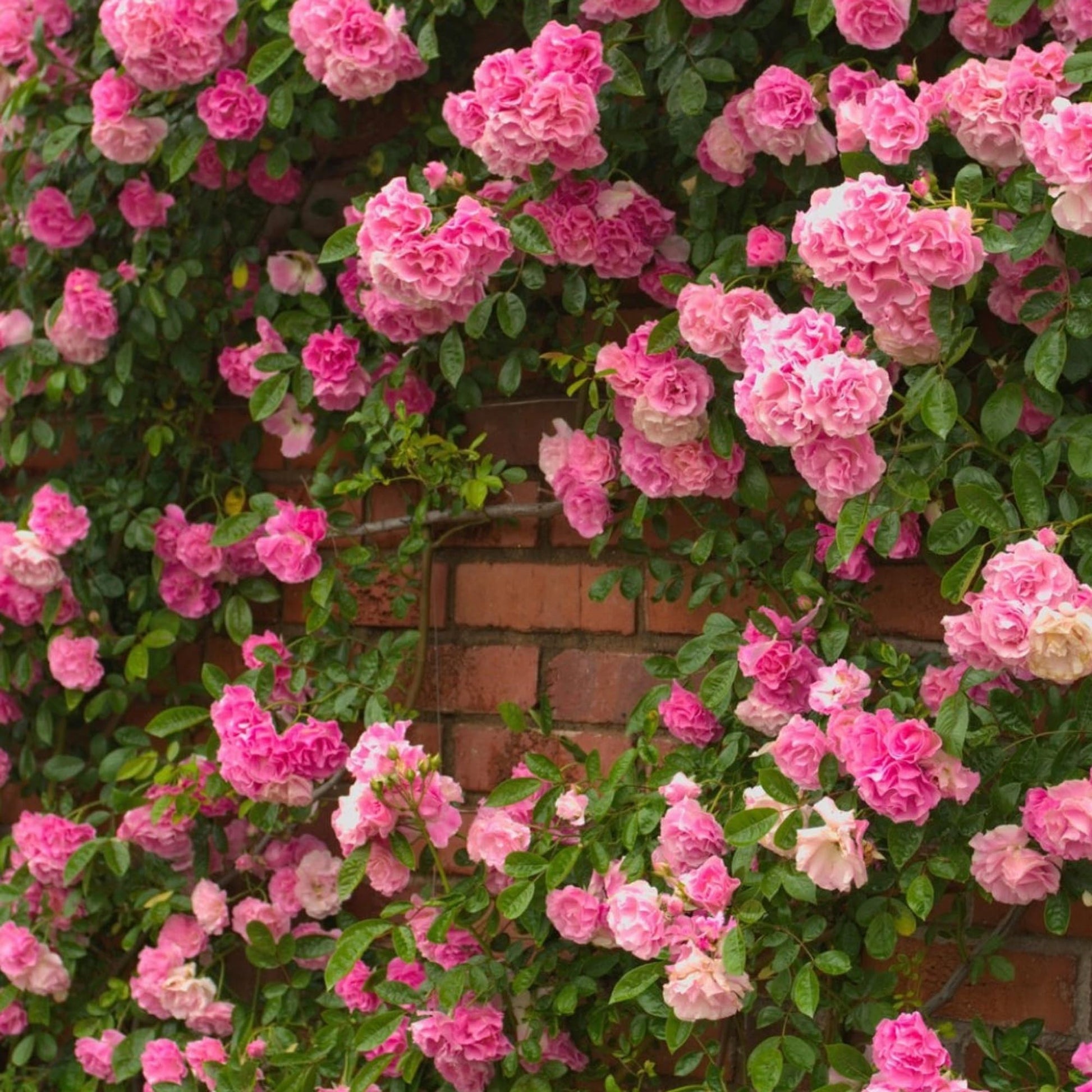 Light Pink Climbing Rose Flower seeds for Planting - Pollinator Friendly, Heirloom & GMO Free Seeds for Home Garden