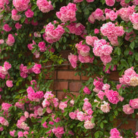 Light Pink Climbing Rose Flower seeds for Planting - Pollinator Friendly, Heirloom & GMO Free Seeds for Home Garden
