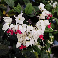 Clerodendrum Thomsonae Flower seeds for Planting - Colorful Display, Heirloom & GMO Free Seeds for Home Garden
