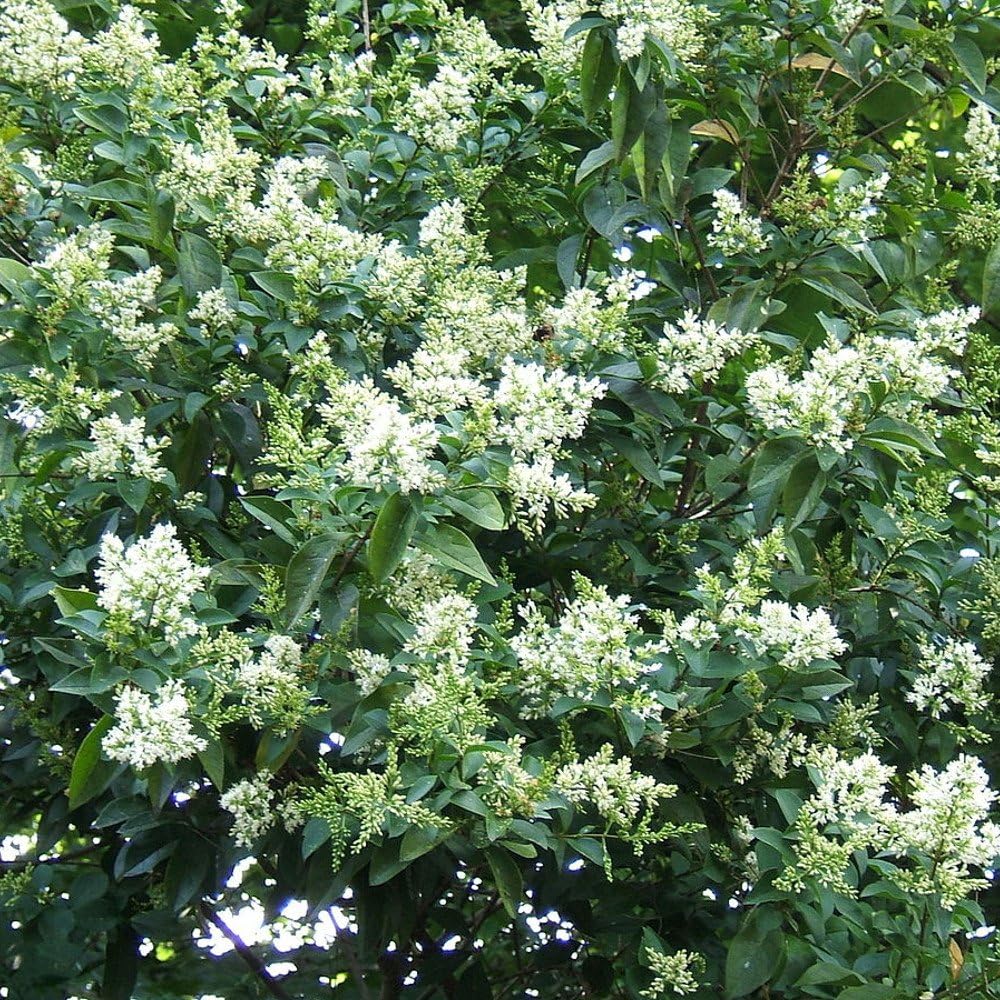 White Ligustrum Flower Planting  Seeds for Lush Foliage and Fragrant Blooms in Your Garden