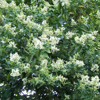 White Ligustrum Flower Planting  Seeds for Lush Foliage and Fragrant Blooms in Your Garden