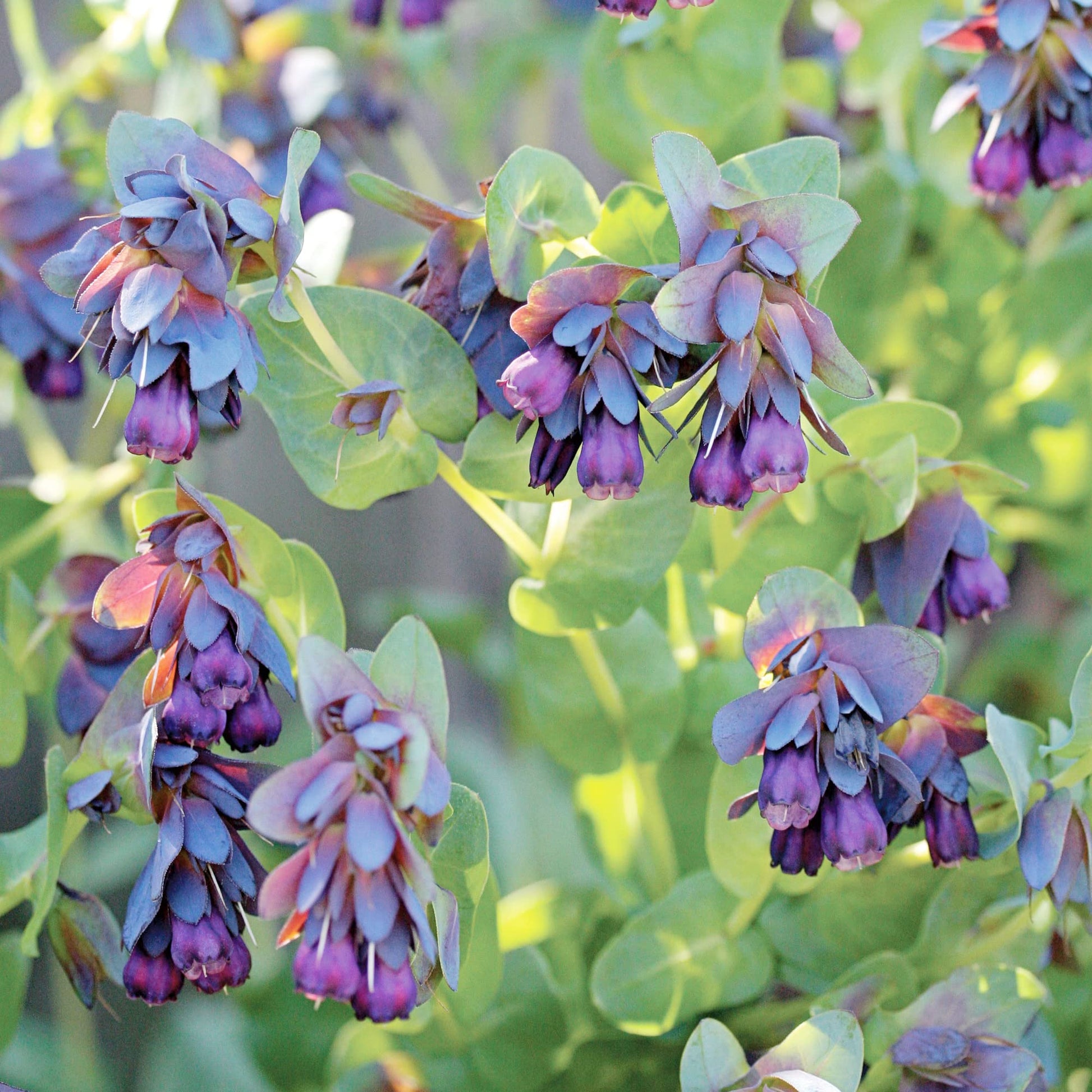 Shrimp Plant Justicia brandegeeana Seeds for Planting in Flower Border and Balcony Garden