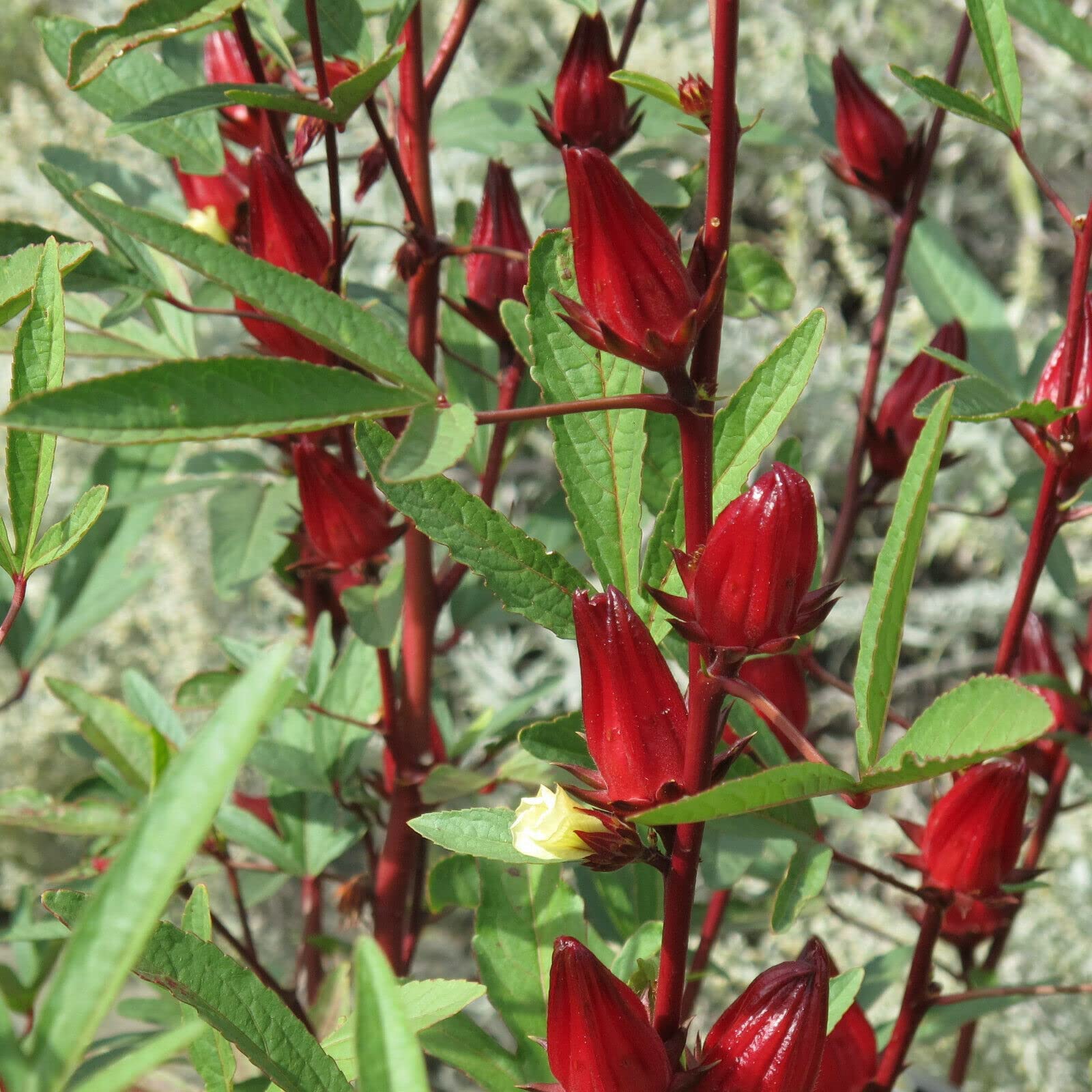 Sorrel Flower Planting Seeds - Grow Fresh Herbs at Home