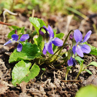 Heirloom Viola Odorata Flower seeds for Planting Perfect for Borders Heirloom & GMO Free Seeds for Home Garden