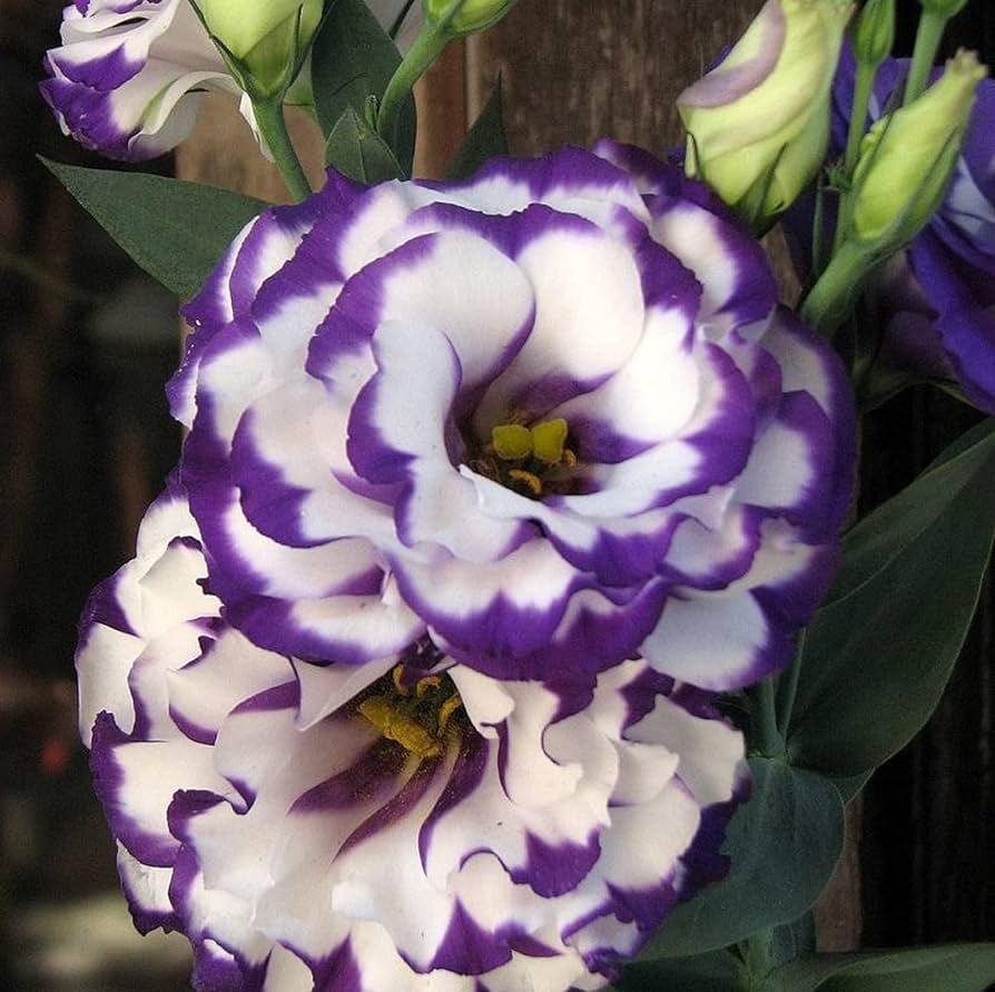 Violet White Lisianthus Flower seeds for Planting - Garden Favorite, Heirloom & GMO Free Seeds for Home Garden