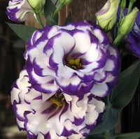Violet White Lisianthus Flower seeds for Planting - Garden Favorite, Heirloom & GMO Free Seeds for Home Garden