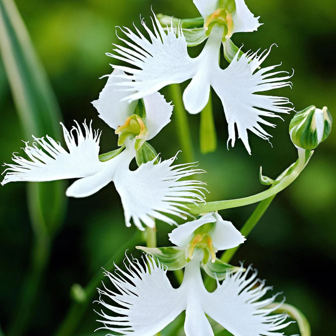 Heron Orchid Flower seeds for Planting - Colorful Display, Heirloom & GMO Free Seeds for Home Garden