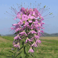 Pink Hatiora Rosea Flower seeds for Planting - Pollinator Friendly, Heirloom & GMO Free Seeds for Home Garden