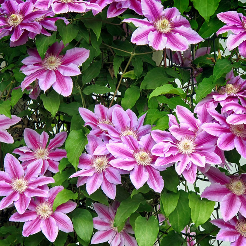 Pink Clematis Hybrid Flower seeds for Planting - Bright Blooms, Heirloom & GMO Free Seeds for Home Garden