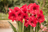 Red Amaryllis Barbados Flower Seeds for Planting Compact Growth Heirloom & GMO Free Seeds for Home Garden
 
 Sale