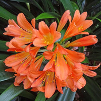 Clivia Seeds for Planting Clivia Miniata indoor garden shady flower bed