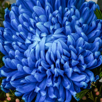 Sky Blue Chrysanthemum Flower seeds for Planting - Long Bloom Season, Heirloom & GMO Free Seeds for Home Garden