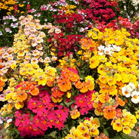 Carnival Coconut Flower Seeds – Annual Mix with Sweet Fragrance