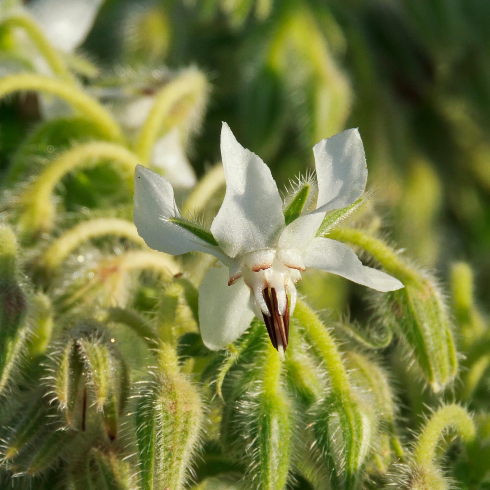 White Borage Flower seeds for Planting - Garden Favorite, Heirloom & GMO Free Seeds for Home Garden
