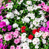 Periwinkle Orchid Vanda spp Flower Seeds for Planting in Indoor Garden