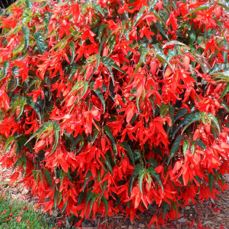 Trailing Begonia Flower seeds for Planting - Sun Loving, Heirloom & GMO Free Seeds for Home Garden
 
 Sale for planting in home garden