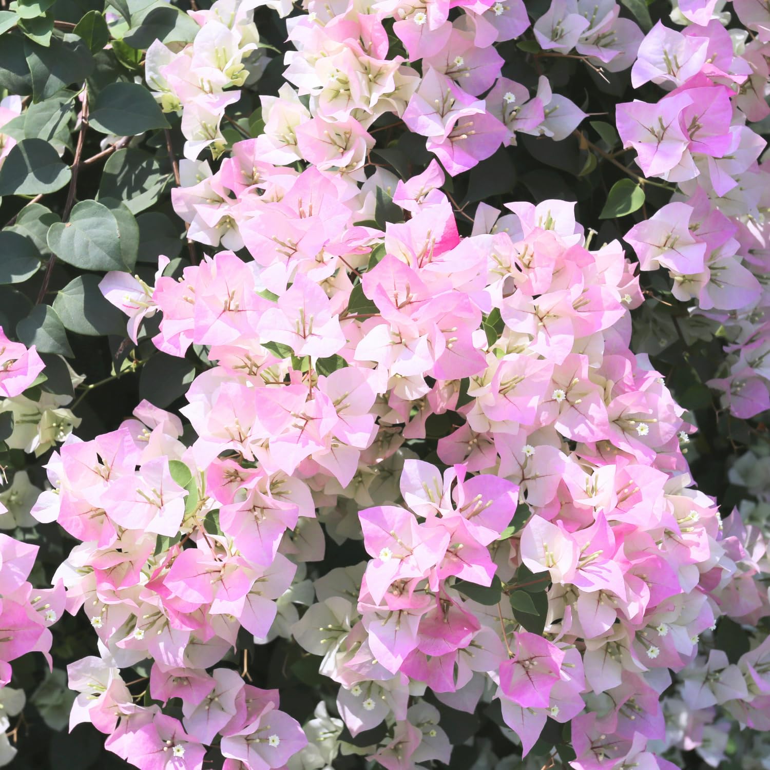 White Pink Bougainvillea Flower Seeds for Planting  Seed for Vibrant and Lush Blooms