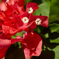 Bougainvillea Flower seeds for Planting Shade Tolerant Heirloom & GMO Free Seeds for Home Garden