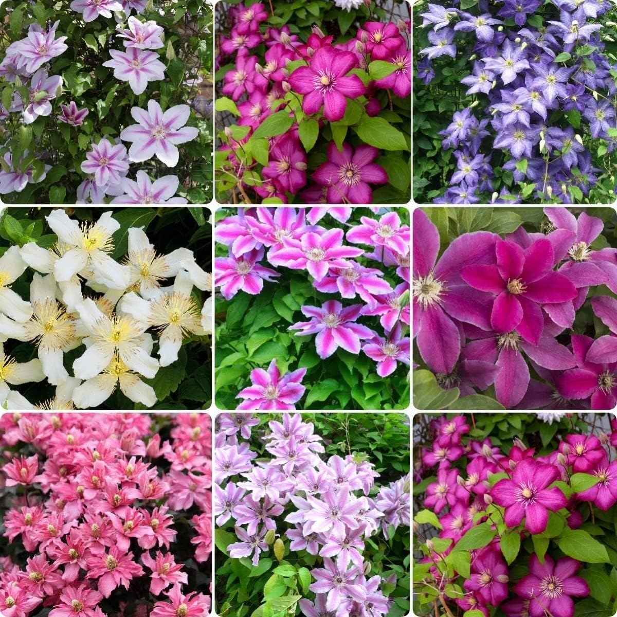 Mixed Colors Clematis Flower Vines Perennial Climbing Flower seeds for Planting - Garden Favorite, Heirloom & GMO Free Seeds for Home Garden